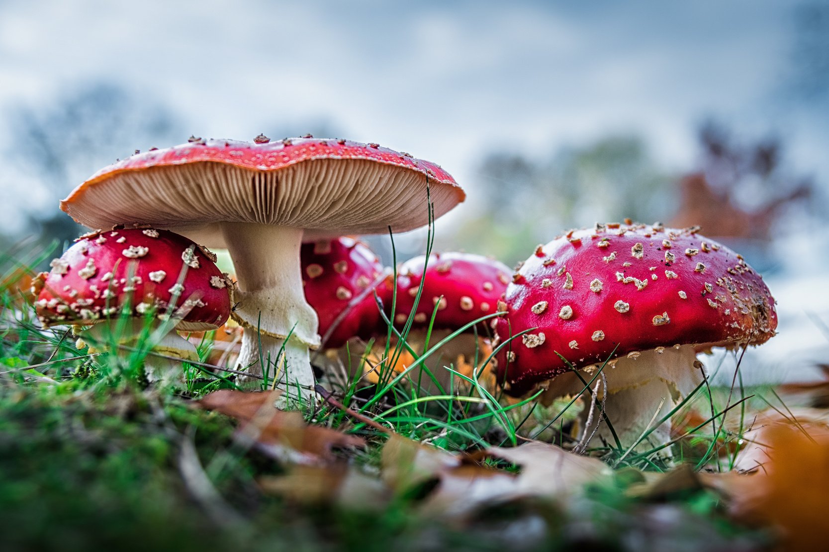 Red Agaric Mushroom